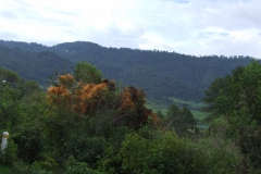 Cuscuta cotijana, Michoacan, Mexico