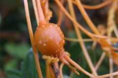 gall on Cuscuta cotijana, Michoacan, Mexico
