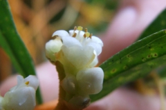 Cuscuta cotijana, Michoacan, Mexico