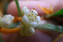 Cuscuta cotijana, Michoacan, Mexico
