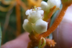 Cuscuta cotijana, Michoacan, Mexico