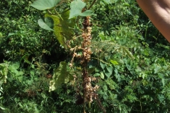 Cuscuta strobilacea var. pringlei, Nayarit 2009