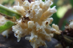 Cuscuta strobilacea var. pringlei, Nayarit 2009