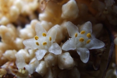 Cuscuta strobilacea var. pringlei, Nayarit 2009