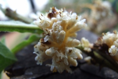 Cuscuta strobilacea var. pringlei, Nayarit 2009