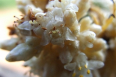 Cuscuta strobilacea var. pringlei, Nayarit 2009
