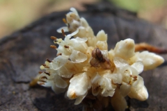 Cuscuta strobilacea var. pringlei, Nayarit 2009