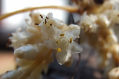 Cuscuta strobilacea var. pringlei, Nayarit 2009