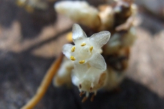 Cuscuta strobilacea var. pringlei, Nayarit 2009