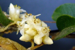 Cuscuta strobilacea var. strobilacea; Joquilpan, Michoacan 2010 (taken by I. Garcia Ruiz)