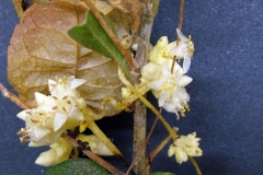 Cuscuta strobilacea var. strobilacea; Joquilpan, Michoacan 2010 (taken by I. Garcia Ruiz)