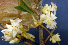Cuscuta strobilacea var. strobilacea; Joquilpan, Michoacan 2010 (taken by I. Garcia Ruiz)