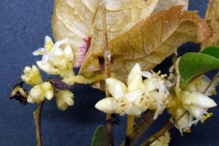 Cuscuta strobilacea var. strobilacea; Joquilpan, Michoacan 2010 (taken by I. Garcia Ruiz)