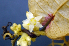Cuscuta strobilacea var. strobilacea; Joquilpan, Michoacan 2010 (taken by I. Garcia Ruiz)