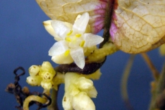 Cuscuta strobilacea var. strobilacea; Joquilpan, Michoacan 2010 (taken by I. Garcia Ruiz)