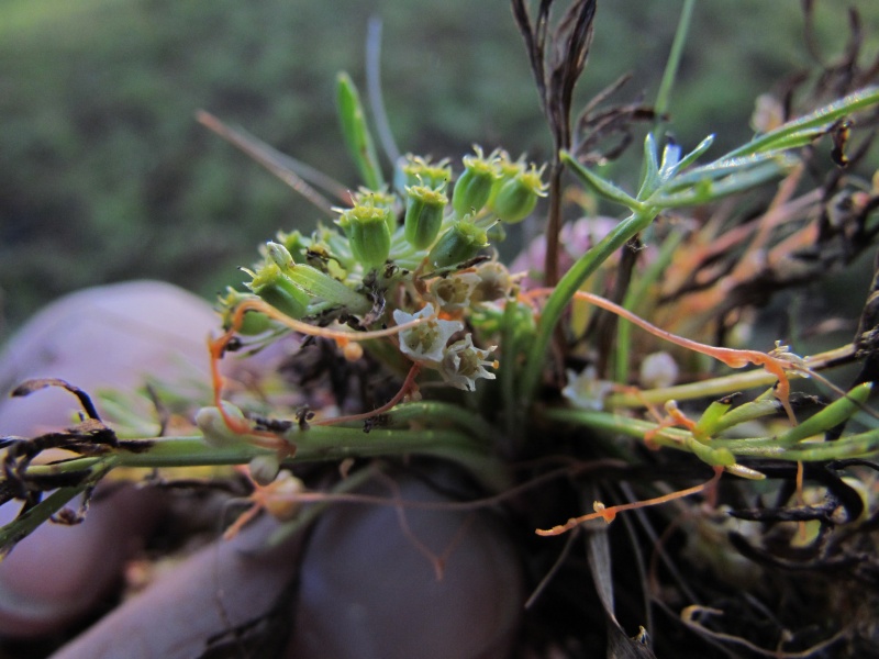 Cuscuta pauciflora on Azorella trifoliolata (Chile); photo by SebastiÃ¡n Teillier