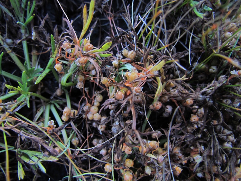 Cuscuta pauciflora on Azorella trifoliolata (Chile); photo by SebastiÃ¡n Teillier