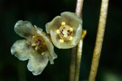 Cuscuta grandiflora (Peru) photo by Jim Farfan