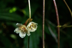 Cuscuta grandiflora (Peru) photo by Jim Farfan
