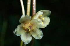 Cuscuta grandiflora (Peru) photo by Jim Farfan