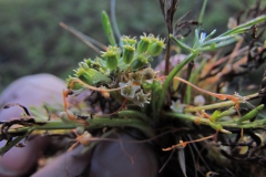 Cuscuta pauciflora on Azorella trifoliolata (Chile); photo by SebastiÃ¡n Teillier