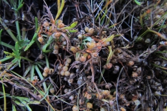 Cuscuta pauciflora on Azorella trifoliolata (Chile); photo by SebastiÃ¡n Teillier
