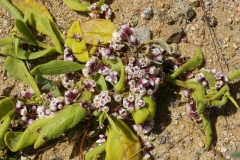 Cuscuta purpurata on Nolana pterocarpa (Chile); photo by SebastiÃ¡n Teillier