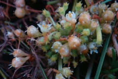 Cuscuta pauciflora on on Azorella trifoliolata (Chile); photo by SebastiÃ¡n Teillier