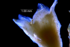 Cuscuta sandwichiana; calyx 3D (taken by Kristy Dockstader)