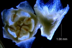 Cuscuta sandwichiana; flower and calyx 3D (taken by Kristy Dockstader)