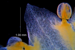 Cuscuta sandwichiana; corolla dissected, lobes detail (taken by Kristy Dockstader)