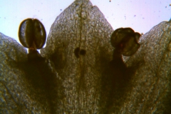 Cuscuta sandwichiana; corolla lobes detail (taken by Kristy Dockstader)
