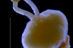 Cuscuta sandwichiana; gynoecium (taken by Kristy Dockstader)