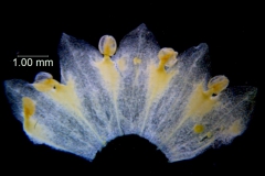 Cuscuta sandwichiana; corolla dissected (taken by Kristy Dockstader)