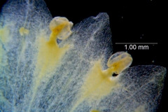 Cuscuta sandwichiana; corolla dissected, details (taken by Kristy Dockstader)