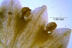 Cuscuta sandwichiana; corolla dissected, details (taken by Kristy Dockstader)