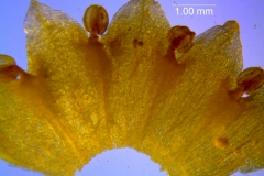 Cuscuta sandwichiana; corolla dissected (taken by Kristy Dockstader)