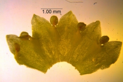Cuscuta sandwichiana; corolla dissected (taken by Kristy Dockstader)