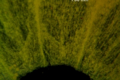 Cuscuta sandwichiana; reduced scales (taken by Kristy Dockstader)