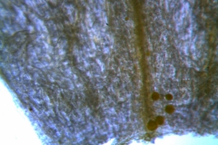 Cuscuta sandwichiana; reduced scales (taken by Kristy Dockstader)