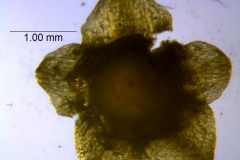 Cuscuta sandwichiana; calyx dissected and flattened (taken by Kristy Dockstader)