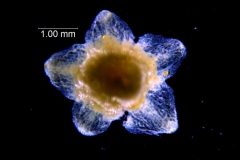 Cuscuta sandwichiana; calyx dissected and flattened (taken by Kristy Dockstader)