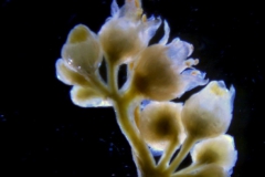 Cuscuta campestris, inflorescence (taken by Kristy Dockstader)