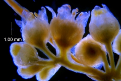 Cuscuta campestris, inflorescence fragment (taken by Kristy Dockstader)