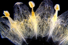 Cuscuta campestris, corolla dissected (taken by Kristy Dockstader)