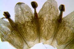 Cuscuta campestris, corolla dissected (taken by Kristy Dockstader)