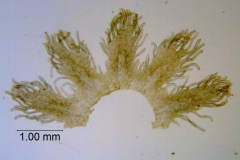 Cuscuta campestris, scales (taken by Kristy Dockstader)