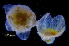Cuscuta campestris, calyx and corolla 3D (taken by Kristy Dockstader)