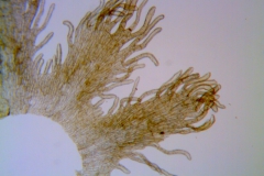 Cuscuta campestris, scale detail (taken by Kristy Dockstader)