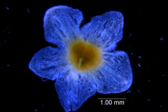 Cuscuta campestris, calyx dissected (taken by Kristy Dockstader)